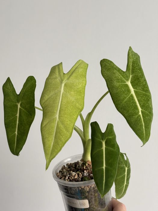 Alocasia frydek mint bulwa