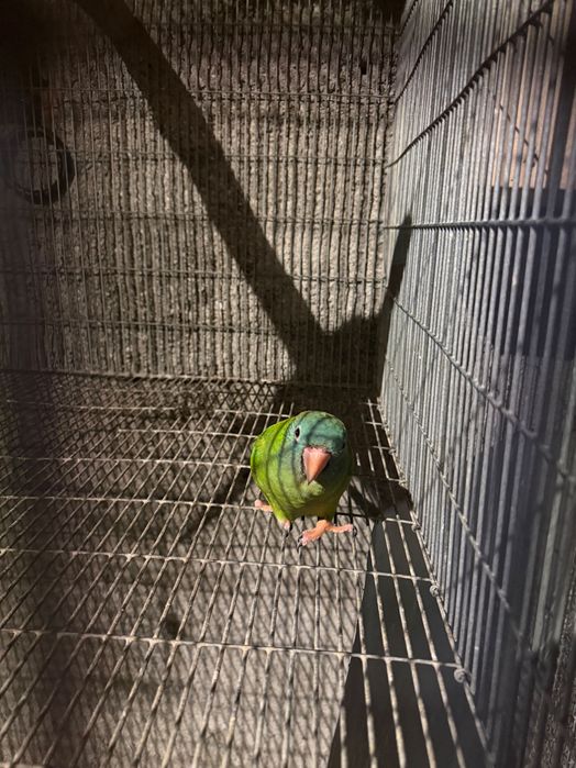 Casal Conures cabeça azul…….