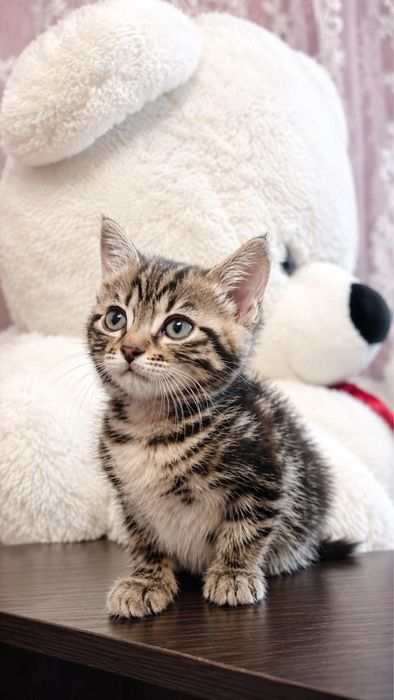 Продам бенгальскіх котенят