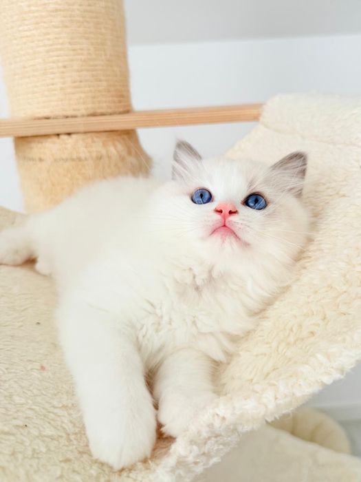 Kocur Ragdoll kociak blue bicolor, kot - rodowód FPL, Draco - gotowy do odbioru