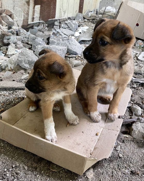 Отдам Девочку и Мальчика 3 месяца щенки
