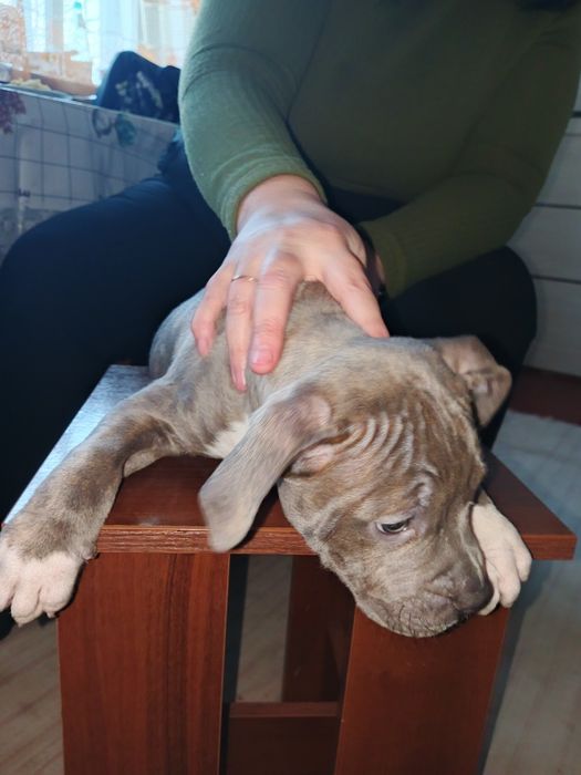 Цуцик пітбуля 2.5 місяці . Хлопчик
