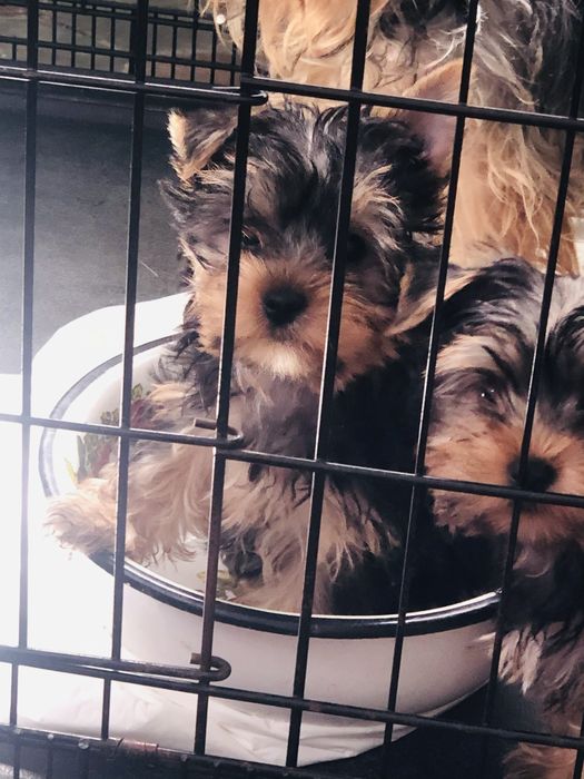 Маленькі шкстрики