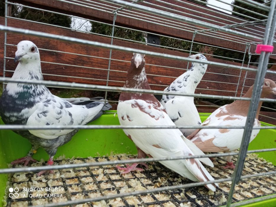 Gołębie pocztowe