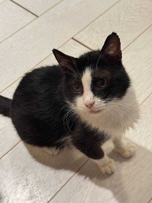 надзвичайно ніжний котик, кіт евакуйований з зони бойових дій