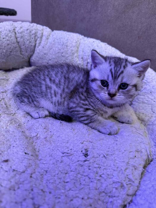 Kocurek brytyjski do odbioru