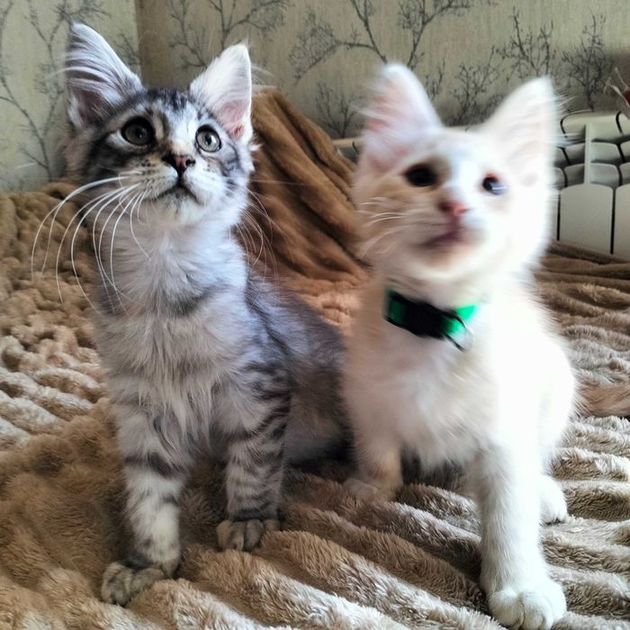 Maine coon kociaki