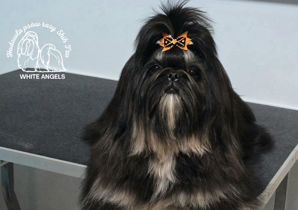 Szczeniaczek Shih Tzu