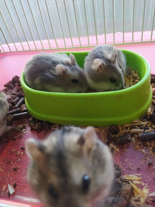 Джунгарский хомяк