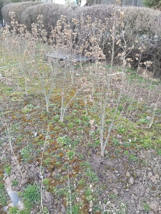 Hibiskus młode krzewy