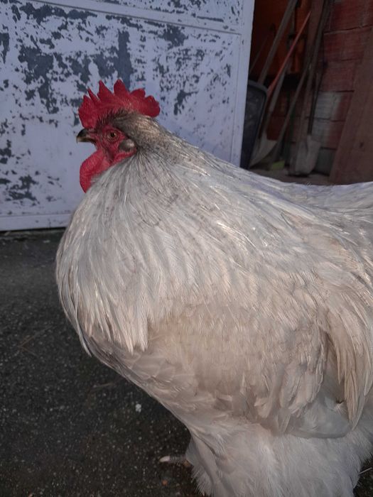 Macho Orpington Lavanda (7meses)