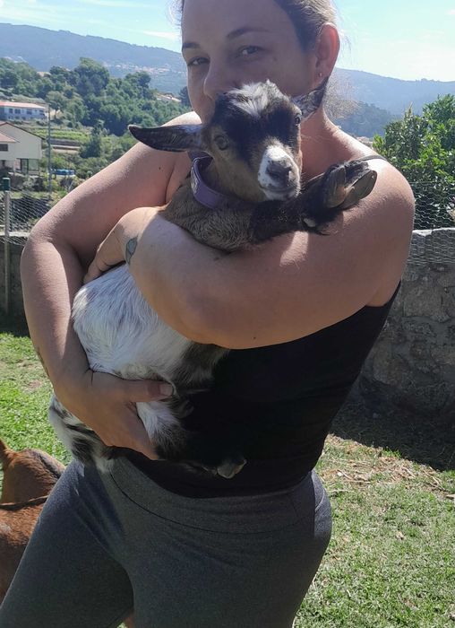 Mini cabras com 2 meses