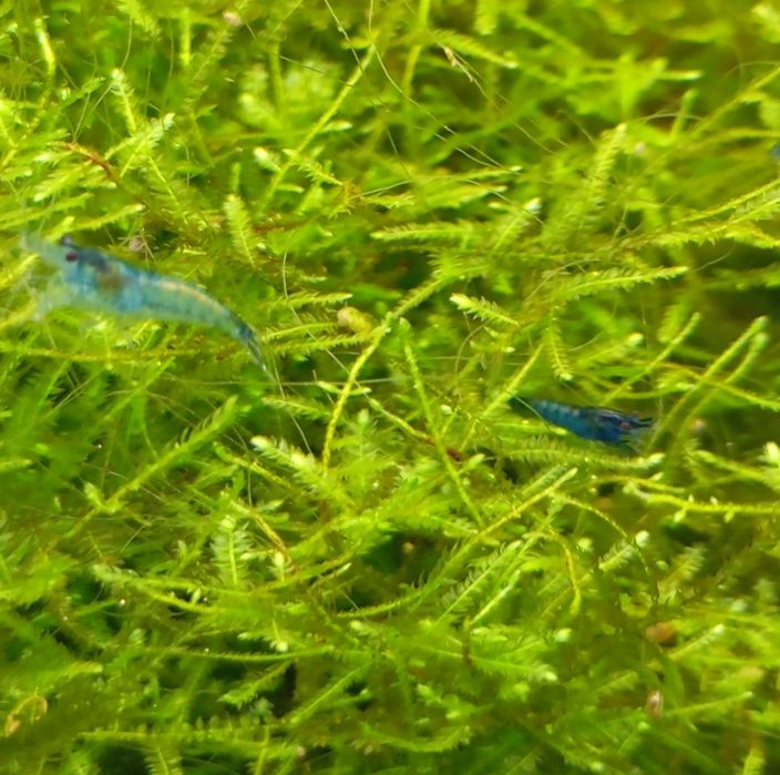 Krewetki neocaridina blue Velvet, niebieskie