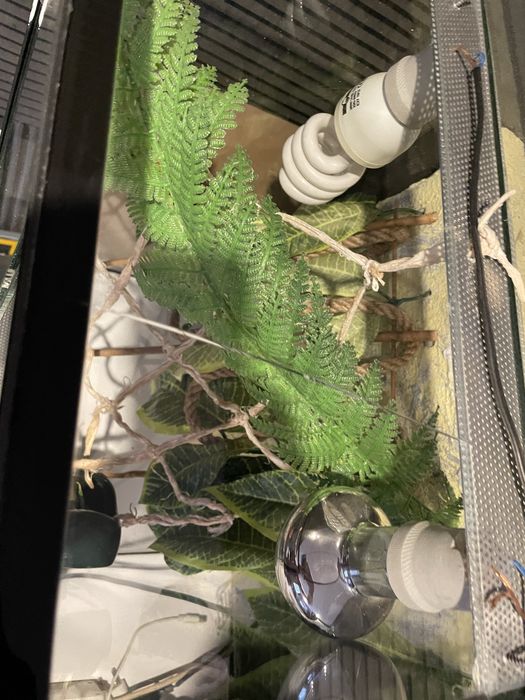 Terrarium kameleon/gekon