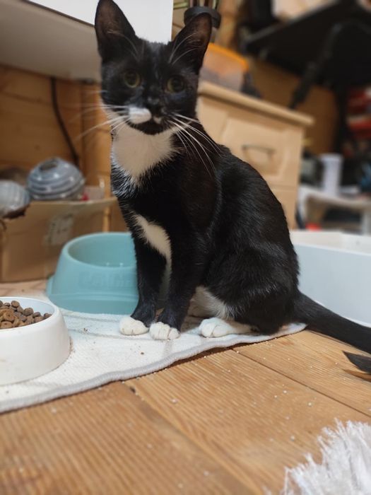 Asia i Basia ,kocięta ,proszą o domy.