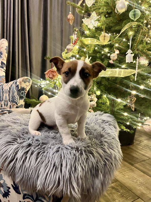 Jack Russell Terrier piesek Elvis  rodowod