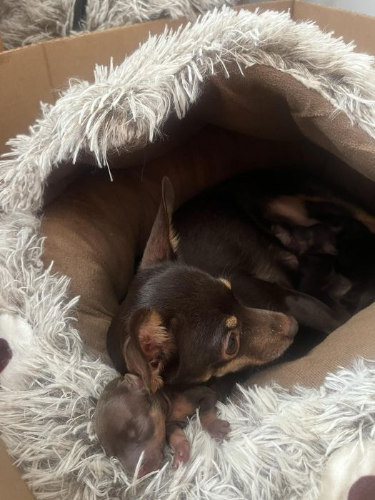 Вязка русский той терьер