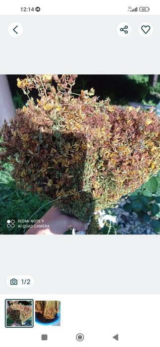 Шавлія лікарська ,хвощ польовий,звіробій