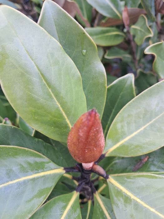 Magnolia zimozielona grandiflora Little Gem