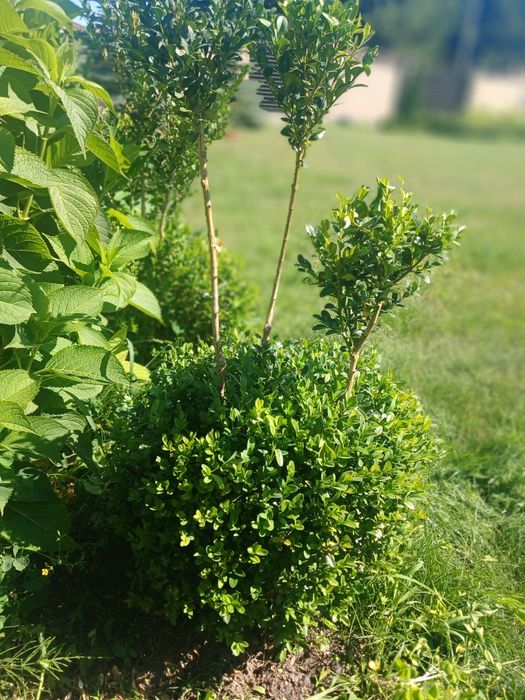 Самшити куля, конус, хвойний бонсай