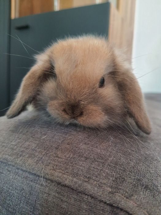 Kroliki baranek miniaturka karzelek mini lop. Cena CAŁKOWITA.