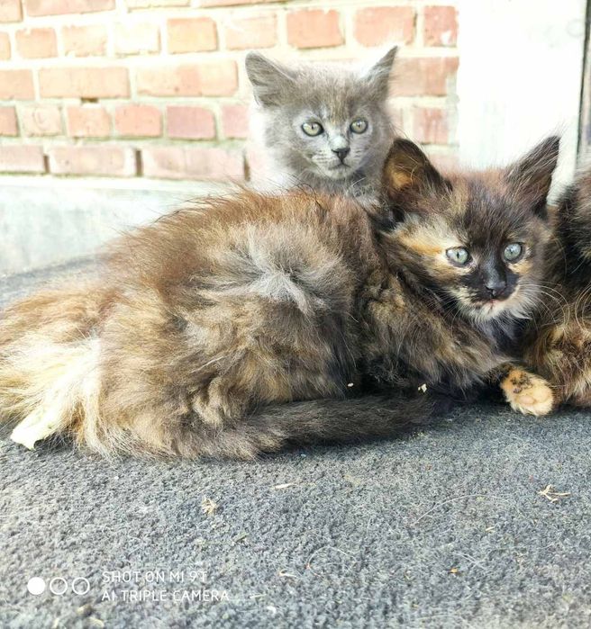 В добрі руки кошеня