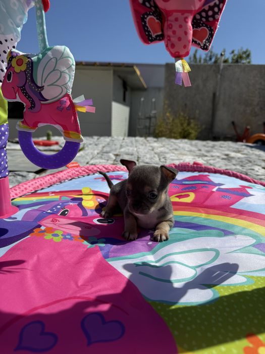 Chihuahua Excelente Linhagem