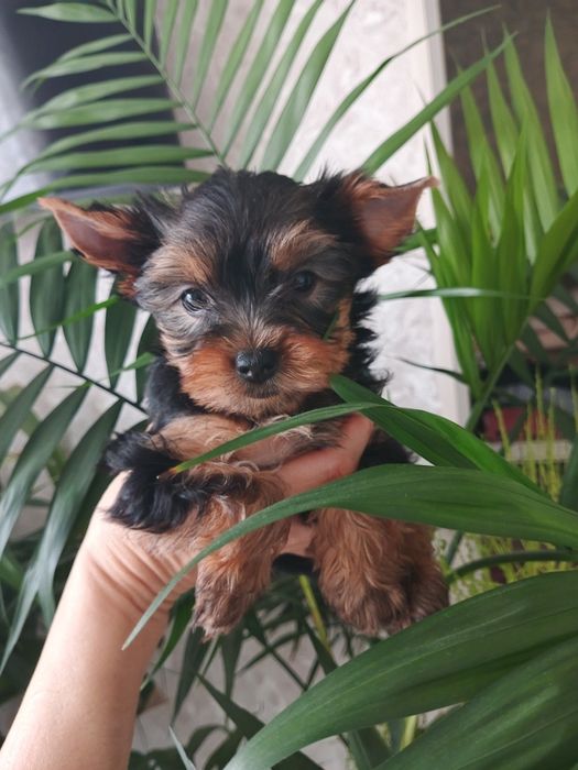 Привитые родословные йорики