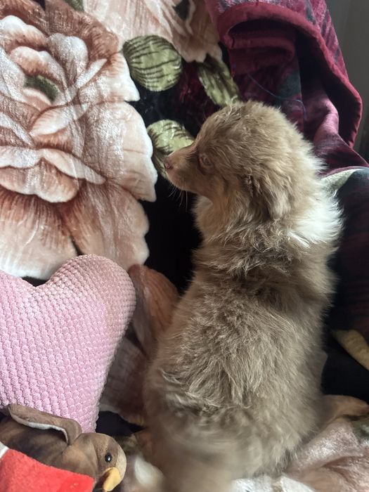 Owczerek australijski czekoladowy merle