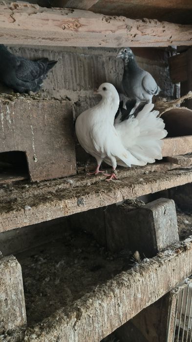 Młode Pawik samiczki