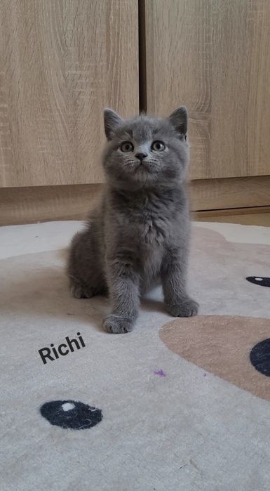 Kot brytyjski niebieski