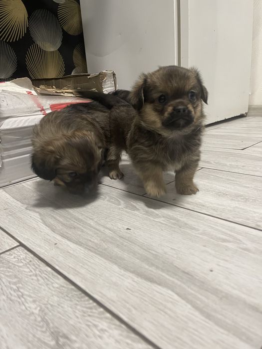 Собачки у добрі руки