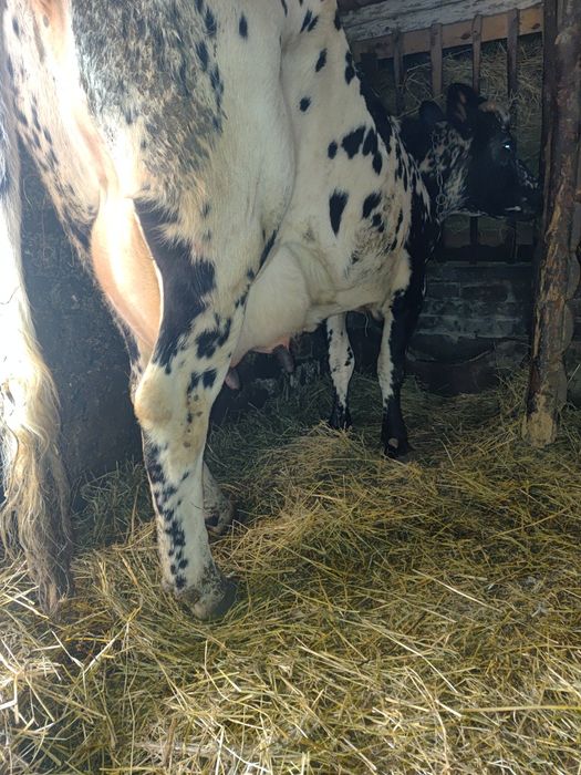 Продам 2 розтелені Корови.