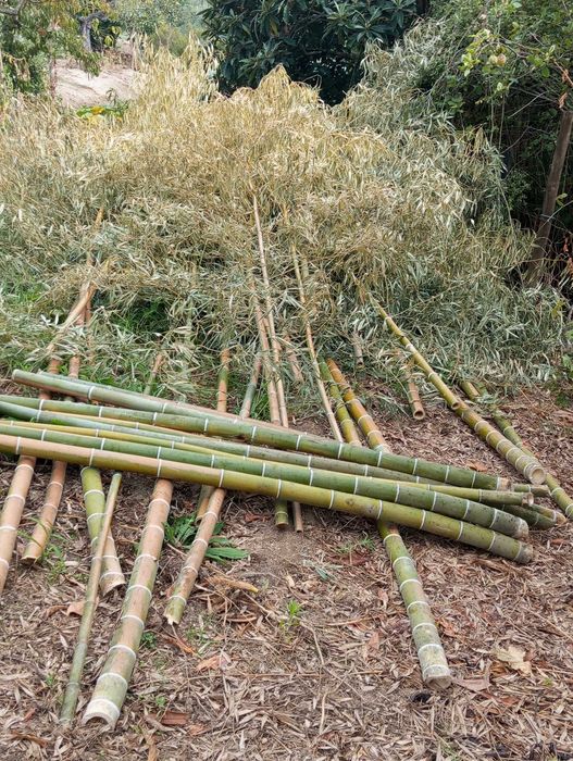 Vendo canas de bambu