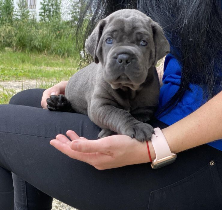 Хлопчики дівчатка-сірого окрасу