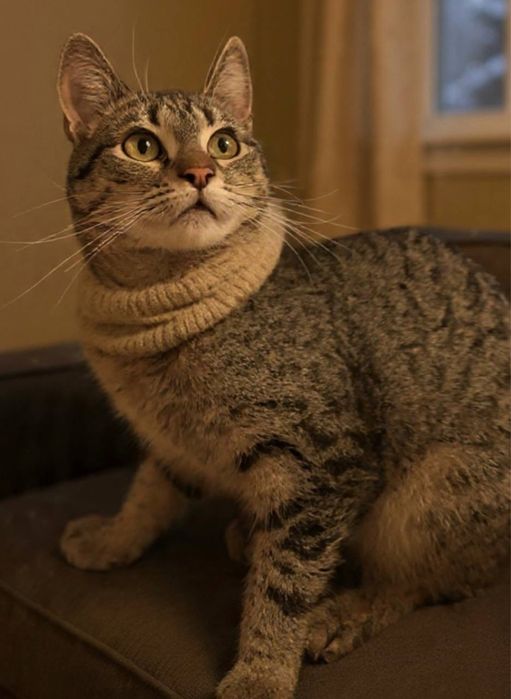 Врятована киця шукає дім!