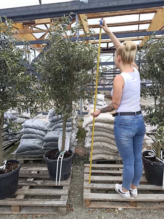 Oliwka Europejska Drzewo Oliwne Olea Europaea Cipressino dostawa !!