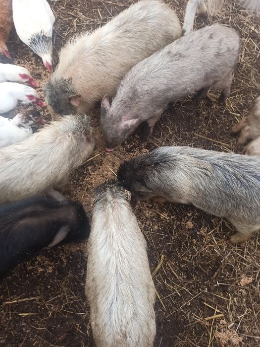 Продам вьетнамских поросят