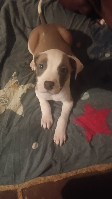 Продам щенков питбуля