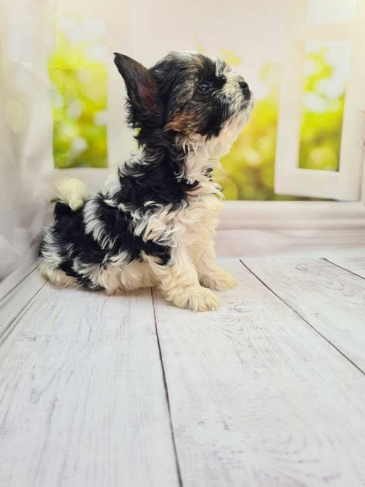 Дуже гарні бівер йорки з відмінними породними даними.