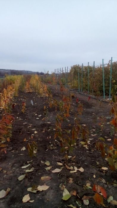 Обменяю участок земли(Продам)