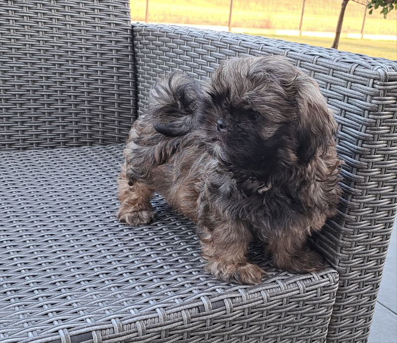 Shih tzu  piesek
