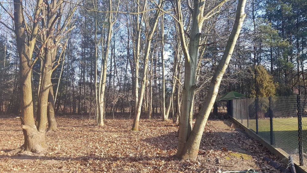 Piękna Działka rekreacyjna 4900 m² w Głoskowie k. Warszawy, bezpośrednio - Widok 2