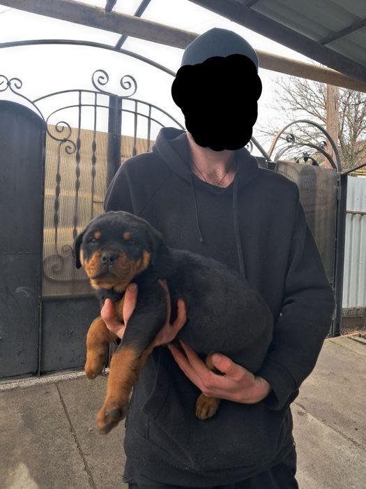 Щенки ротвейлера