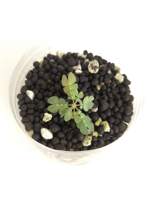 10 SEMENTES da planta Biophytum sensitivum