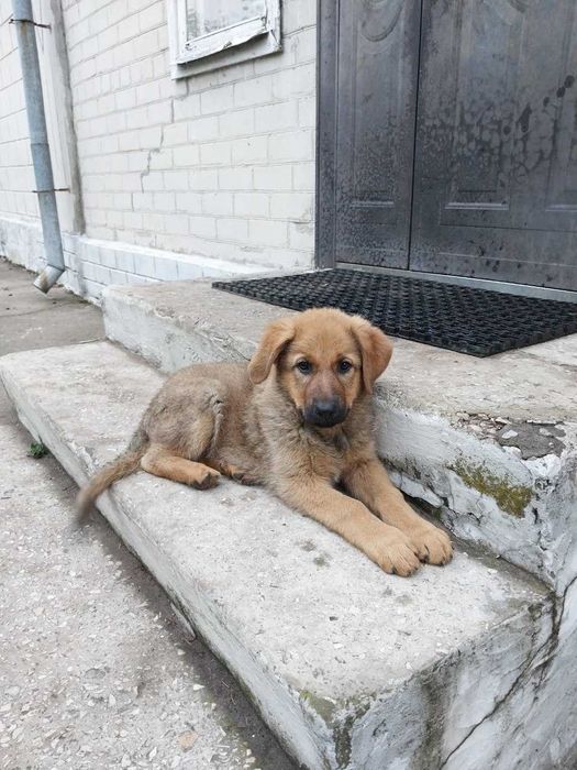 Продам цуценя німецької вівчарки