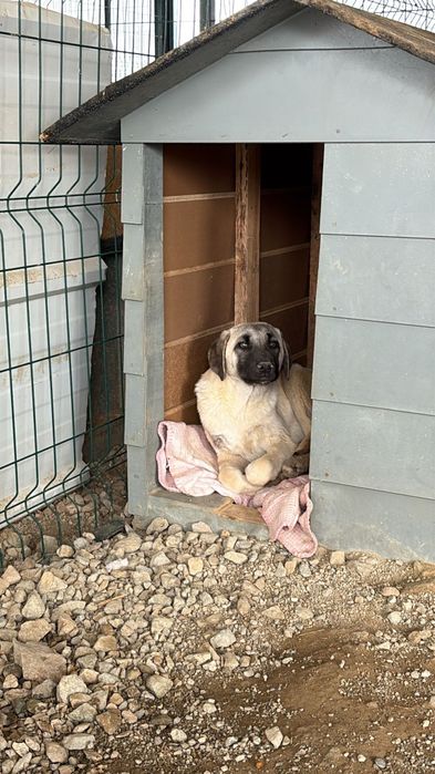 Młodziutka sunia w typie kangala