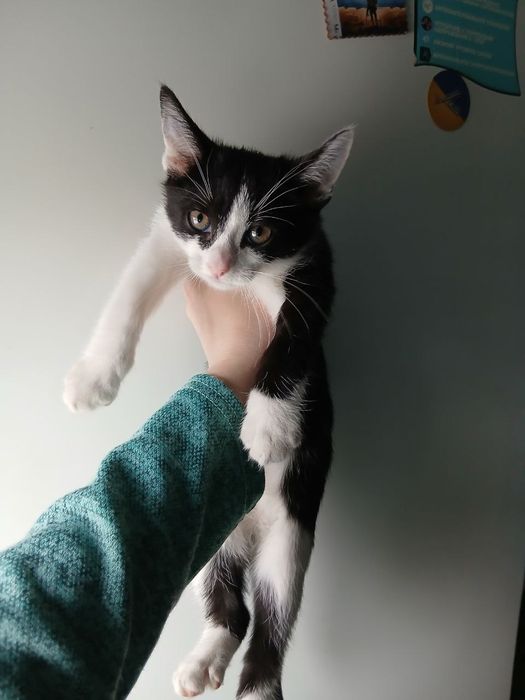 Отдам в хорошие руки