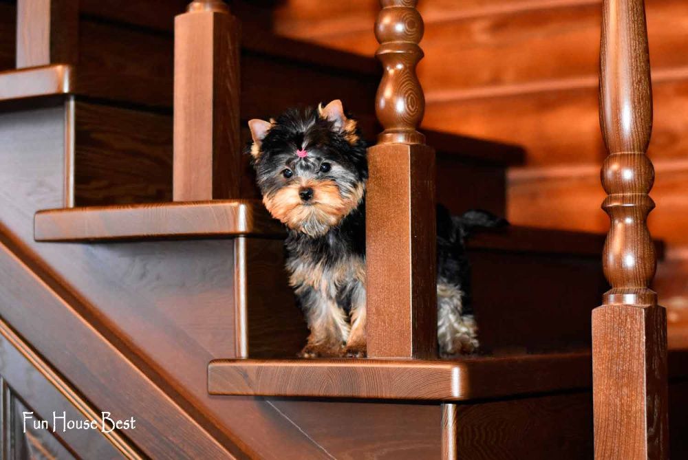 Шикарного качества девочка йоркширский терьер!