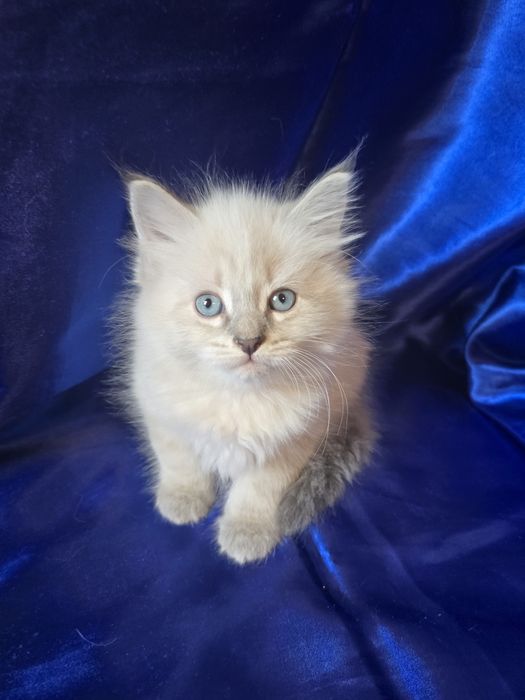 Kotka syberyjska neva masquerade